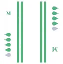 622_3.webp